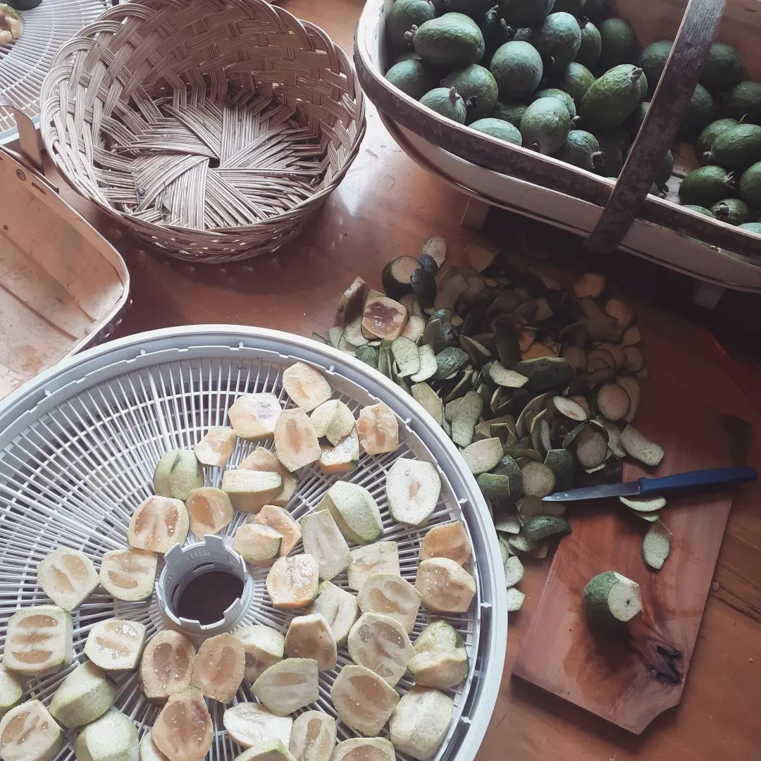 We're in a hurry to get the last of the produce bottled and dried before the wet and the frosts.  Yesterday the wee ones and I sliced feijoas to dry.  This is highly experimental - having spent the best part of an hour filling 7 trays I hope it works!
⁠
Yet to get in and get processed and dry are japanese indigo, weld, a bit more calendula and a few more apples. Then I will be very happy to call it quits!⁠
⁠
#trug #sussextrug #gardenbasket #gardentrug #harvestbasket #gardentools #trugmaking #trugworkshop #hazel #willow #aspenpoplar ⁠
#sustainablyharvested #handmadeinnz #handmadegifts #handmadeingoldenbay #supportlocalnz #buynzmade #shoplocalnz #sustainablysourcedtimber #locallysourced #sustainablymade #chemicalfree #untreatedwood #tetauihu #goldenbay #goldenbaynz #anatoki