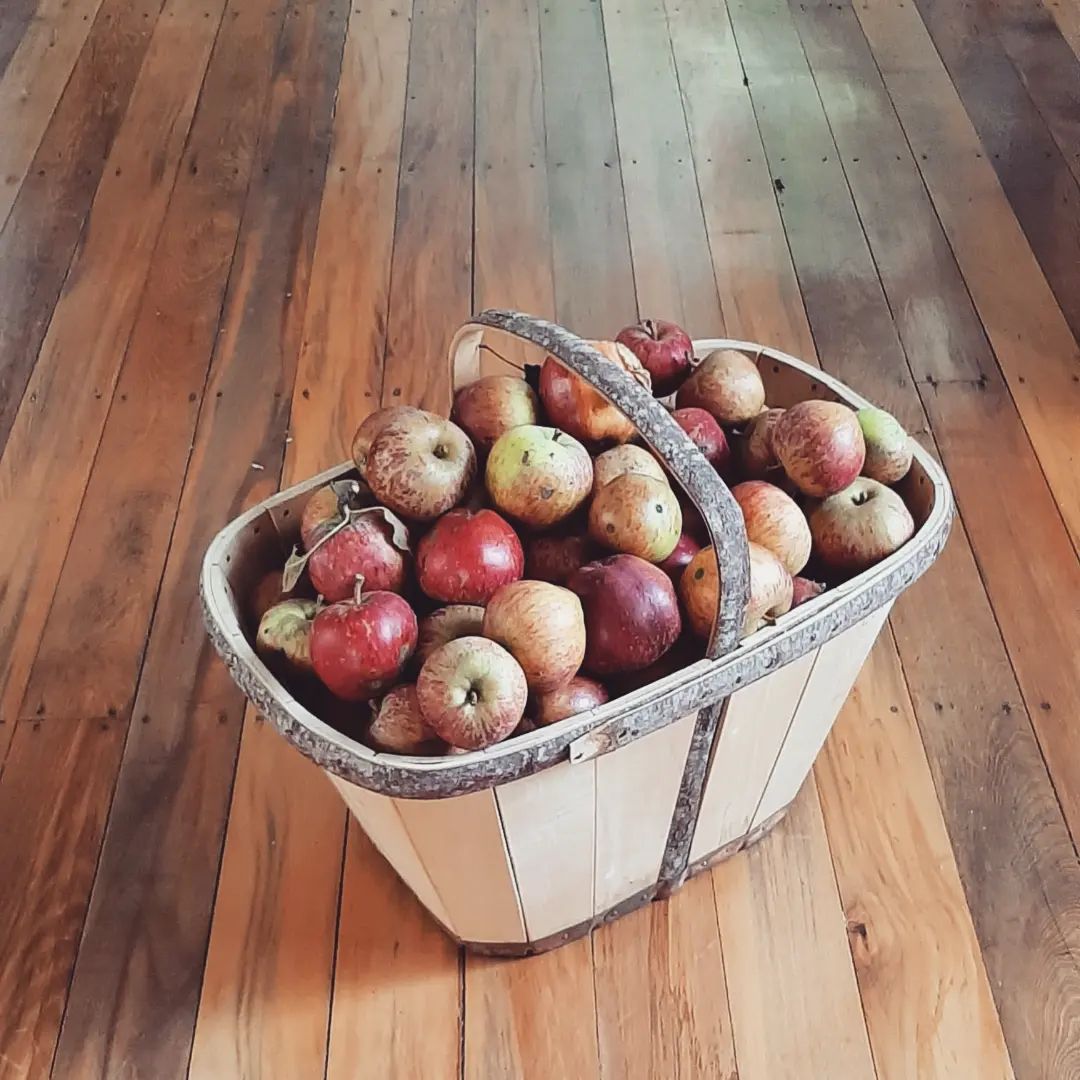 A picture arrived from Tony's sister of one of the first maunds he ever made.  They were traditionally made for the apple and potato harvest so as you can see can easily cope with a heavy load.⁠
⁠
#devonmaund #splintbasket #gardenbasket #gardentrug #harvestbasket #gardentools #trugmaking #trugworkshop #hazel #willow #aspenpoplar ⁠
#sustainablyharvested #handmadeinnz #handmadegifts #handmadeingoldenbay #supportlocalnz #buynzmade #shoplocalnz #sustainablysourcedtimber #locallysourced #sustainablymade #chemicalfree #untreatedwood #tetauihu #goldenbay #goldenbaynz #anatoki